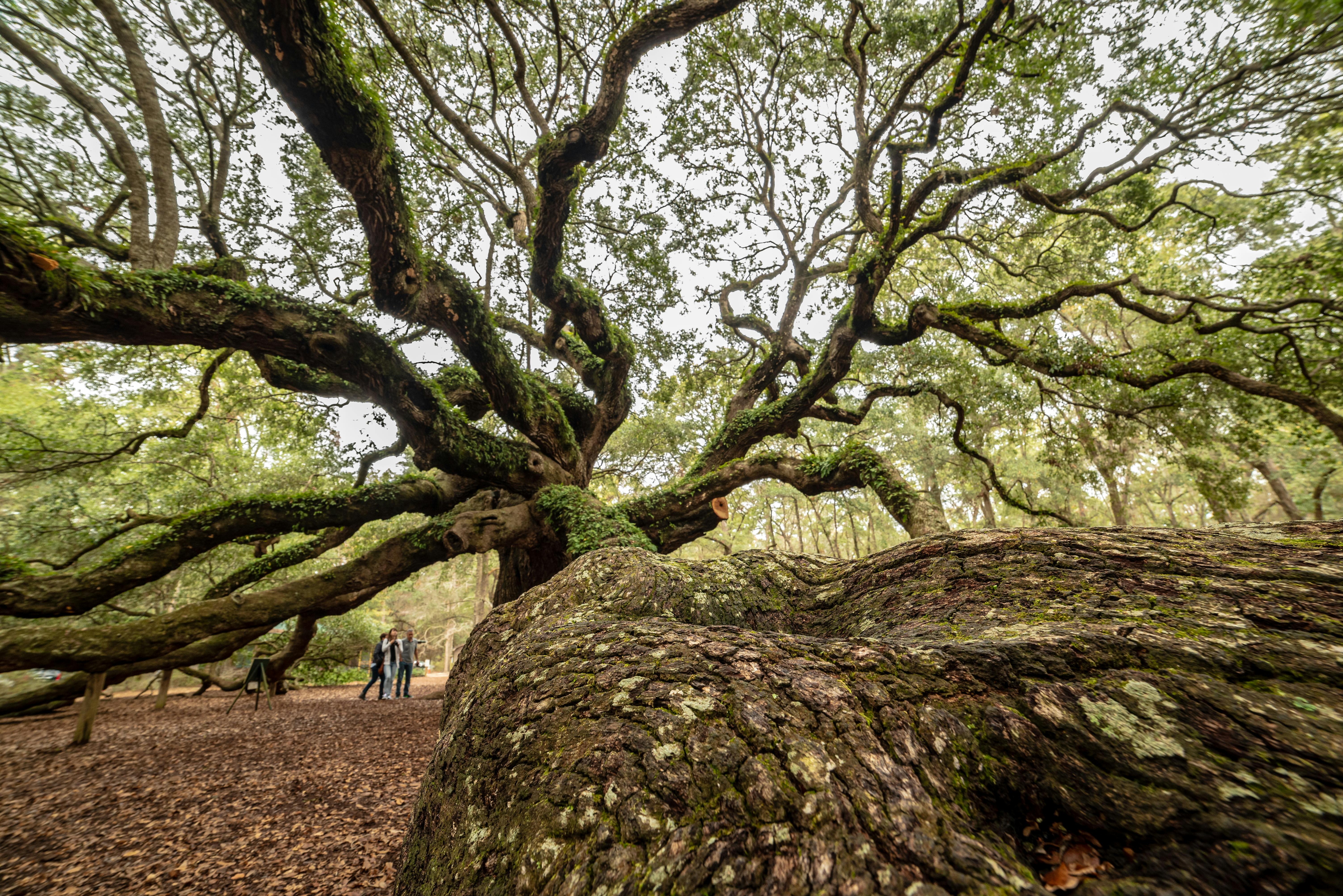Amazing Facts About South Carolina: History, Culture, and Hidden Secrets