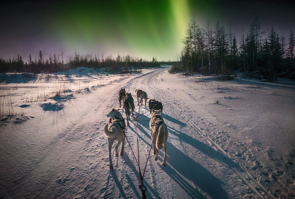 Dog sledding across frozen landscapes