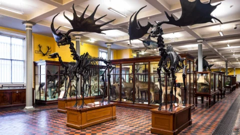 National Museum of Ireland