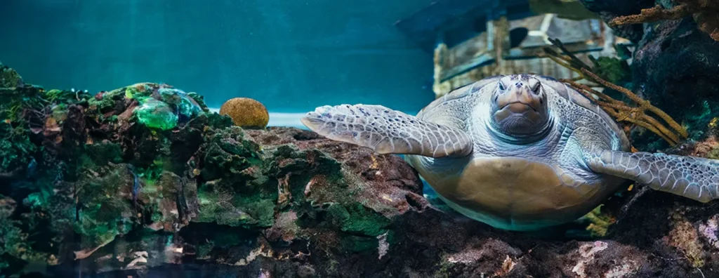 Toronto fish museum