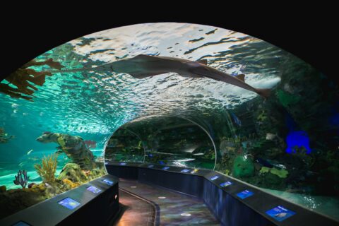 Ultimate Guide to Aquariums in Toronto & Fish Exhibits