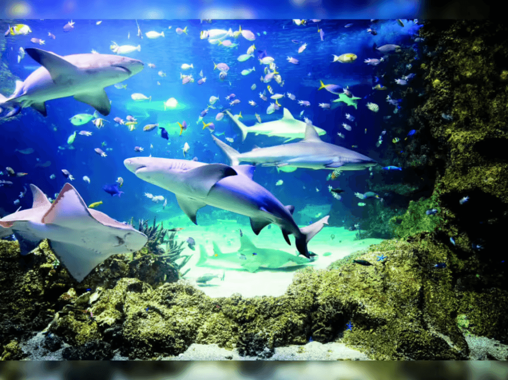 SEA LIFE Sydney Aquarium