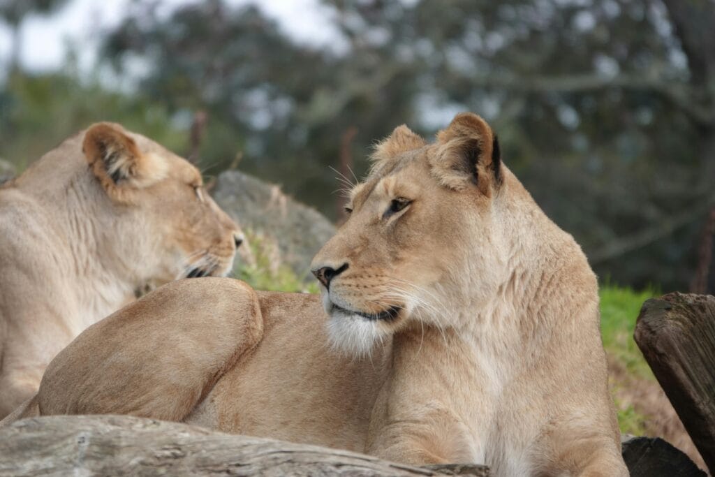 taronga park zoo sydney australia