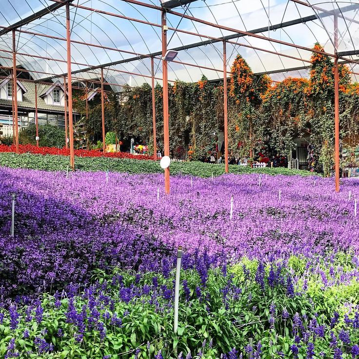 Cameron Lavender Garden