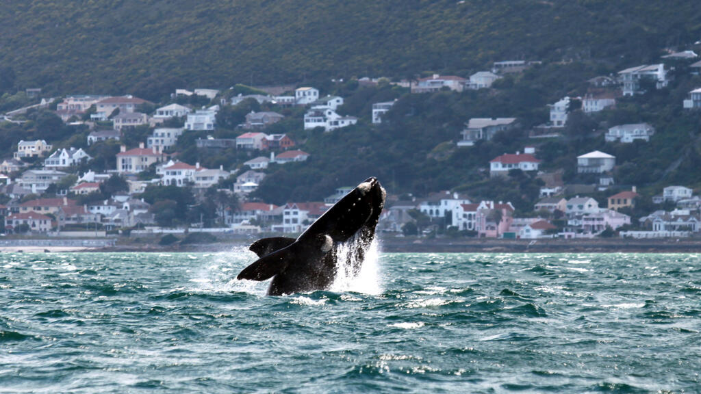 Gansbaai