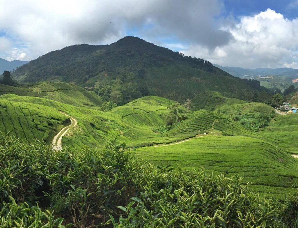 Mount Brinchang – One of Malaysia's Highest Accessible Peaks
