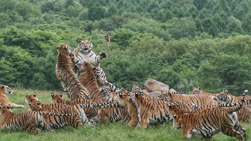 Northeast China Tiger and Leopard National Park