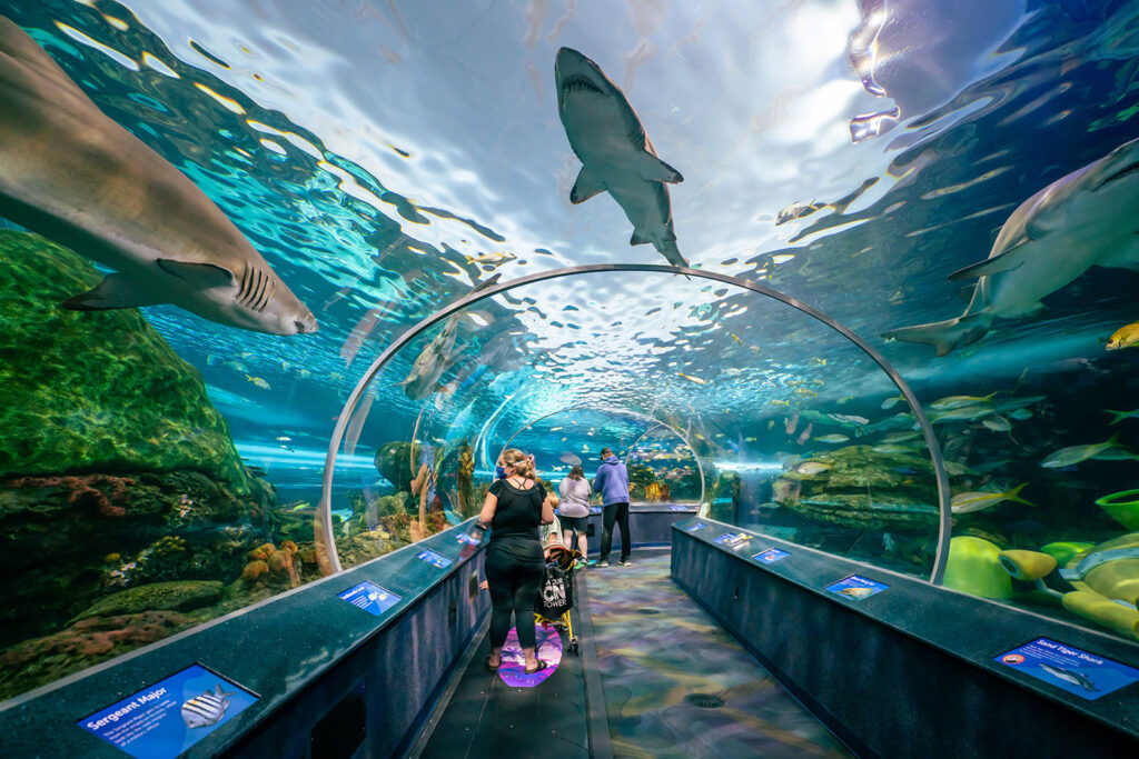 Ripley’s Aquarium