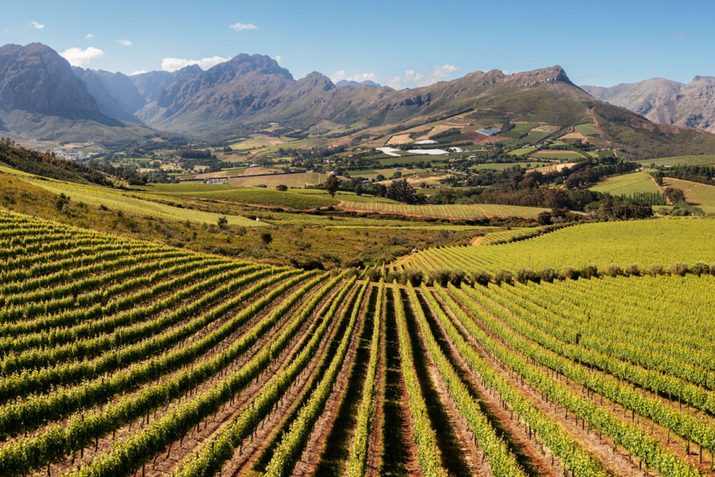 Stellenbosch Wine Region