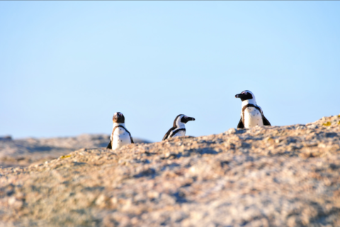 12 Amazing Facts About Penguins in South Africa at Boulders Beach