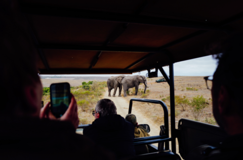 Best Time to Visit South Africa for Safaris, Beaches, Whale Watching and Wine Tours