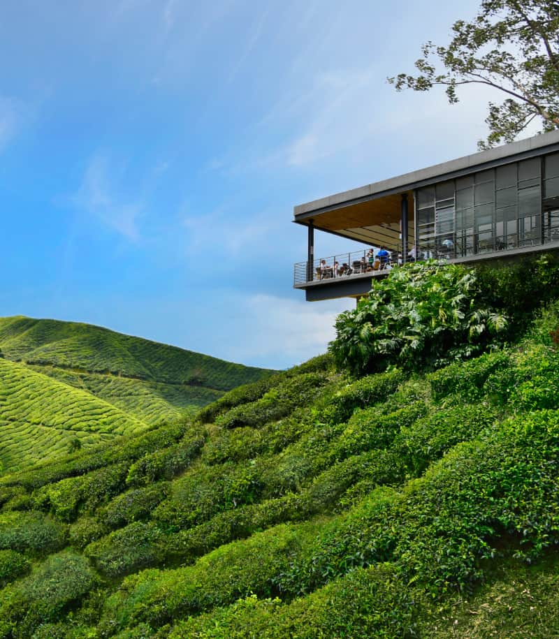 BOH Sungei Palas Tea Plantation