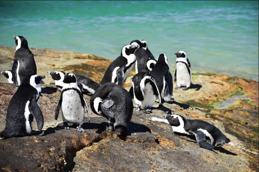 boulders beach south africa