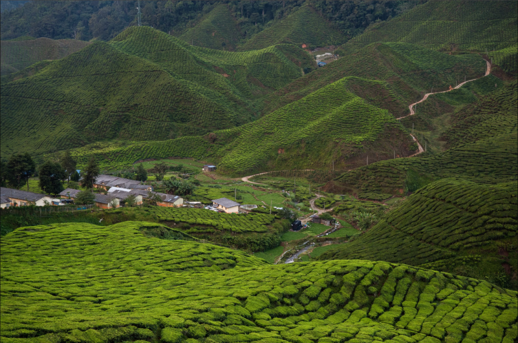 Cameron Highlands