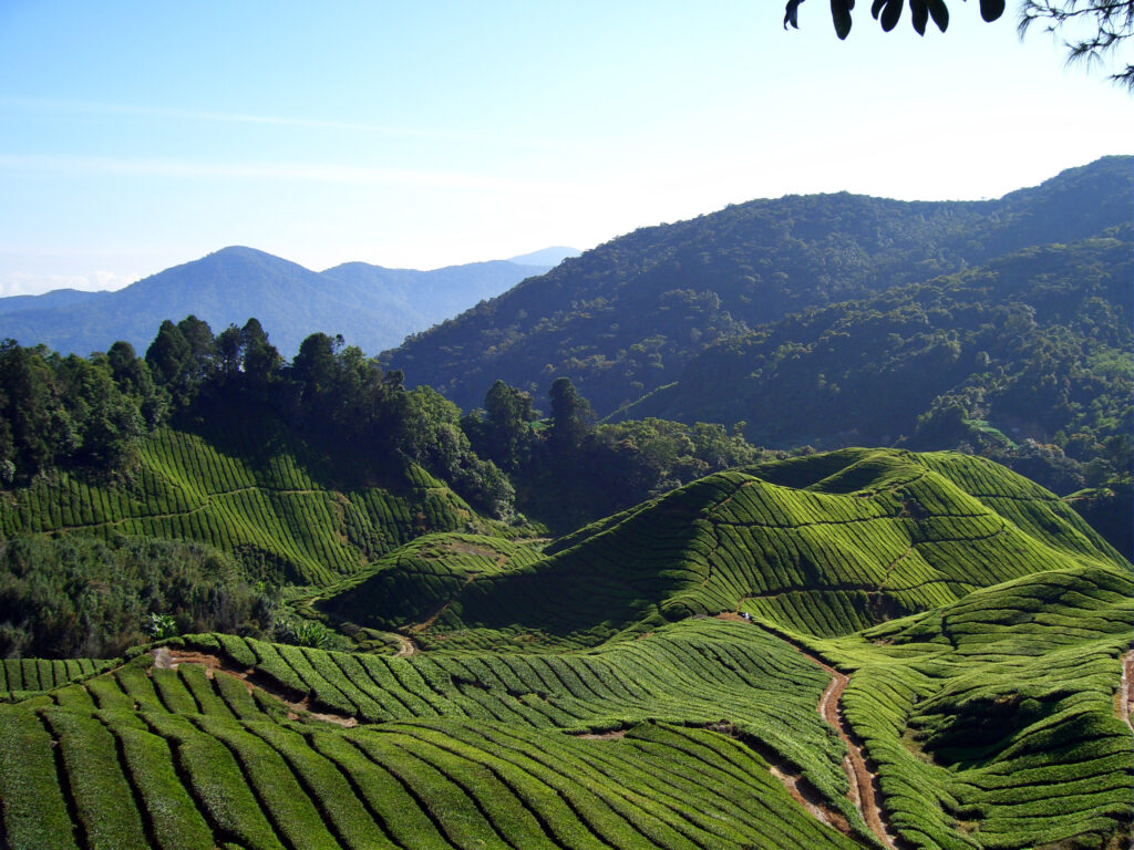 Cameron Highlands Malaysia