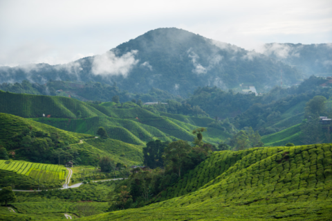 Cameron Highlands Malaysia: Complete Guide to Tea Plantations, Mossy Forests and Scenic Attractions
