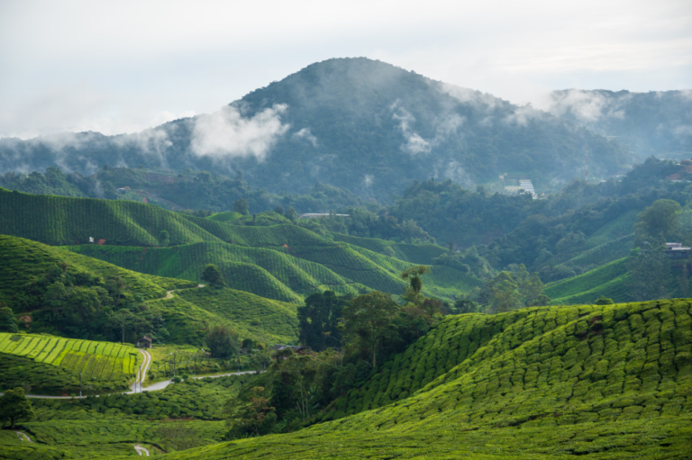 14 Cameron Highlands Malaysia Experiences for an Epic Getaway