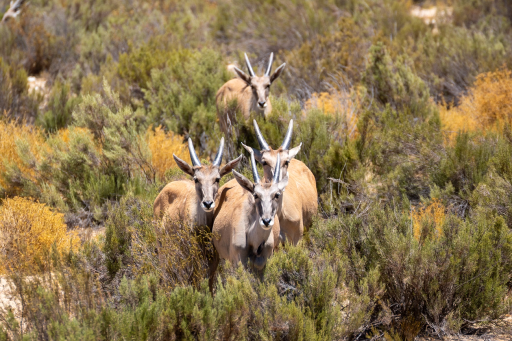 CAPE TOWN SAFARI