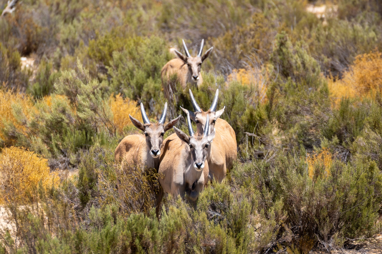 Cape Town Safari Guide: 10 Best Big Five Experiences Near Cape Town