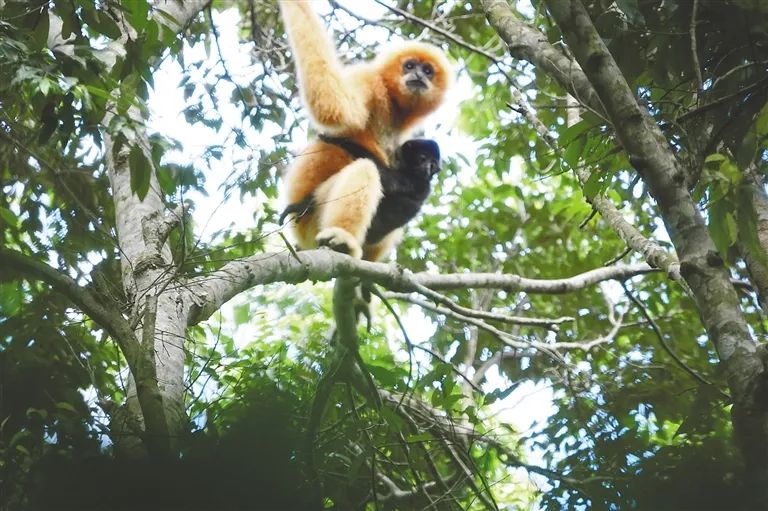 Hainan Tropical Rainforest National Park