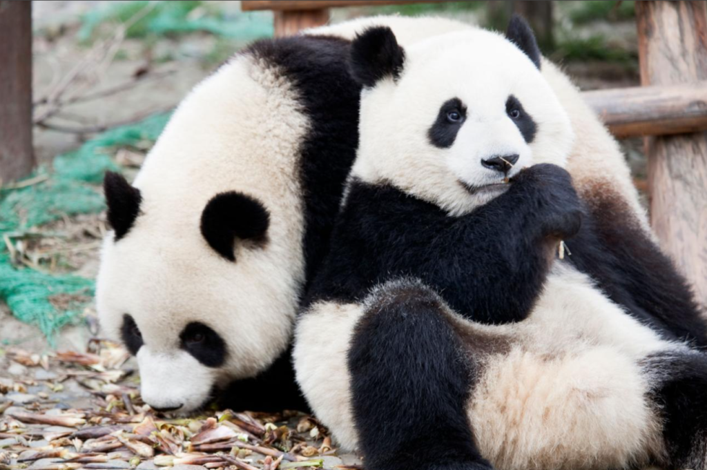 Giant Pandas Are Native to China