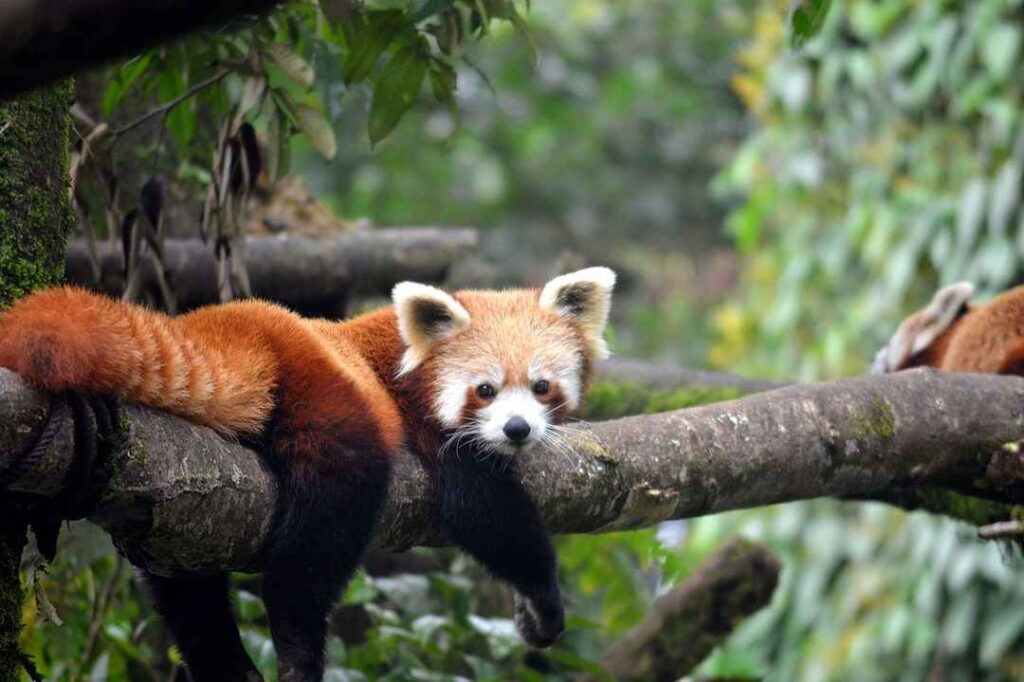 Giant Panda National Park