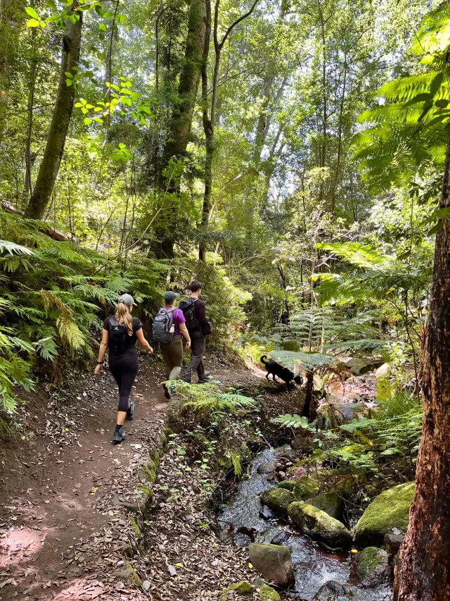Skeleton Gorge – The Forest Route