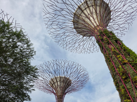 Supertree Grove Singapore & Botanic Gardens SG: The Ultimate Nature Guide to Singapore's Most Iconic Gardens
