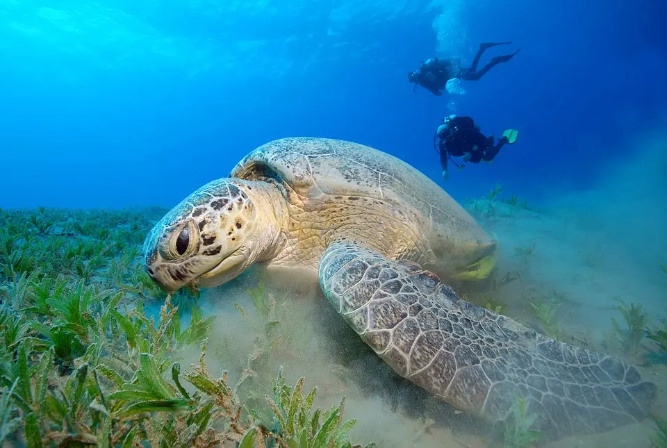Visit Turtle Sanctuary Beach perhentian island