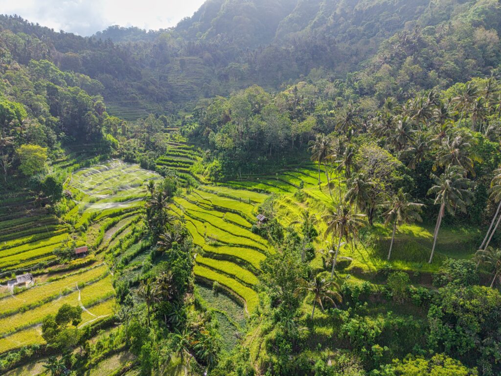 Bali's famous rice terraces