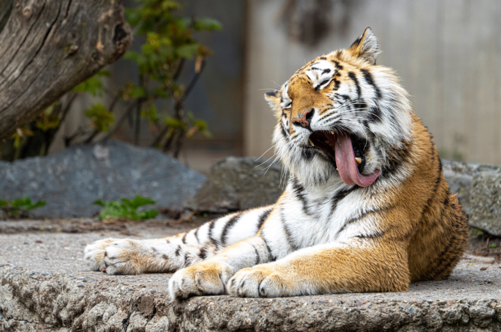 copenhagen zoo