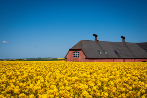 Denmark Countryside: 15 Scenic Danish Countryside Destinations Beyond Copenhagen