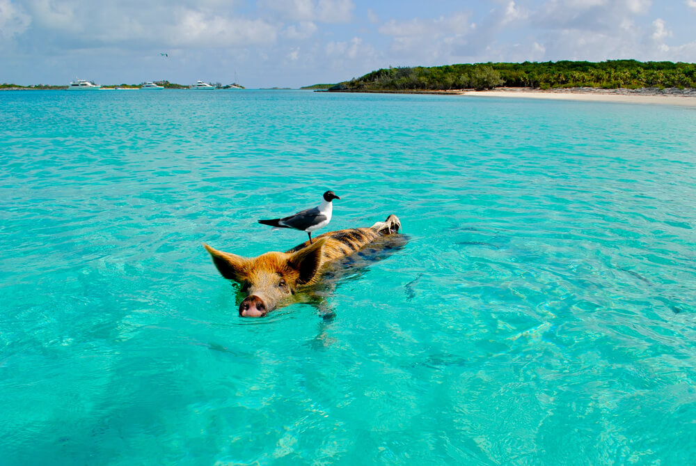 Swimming pigs