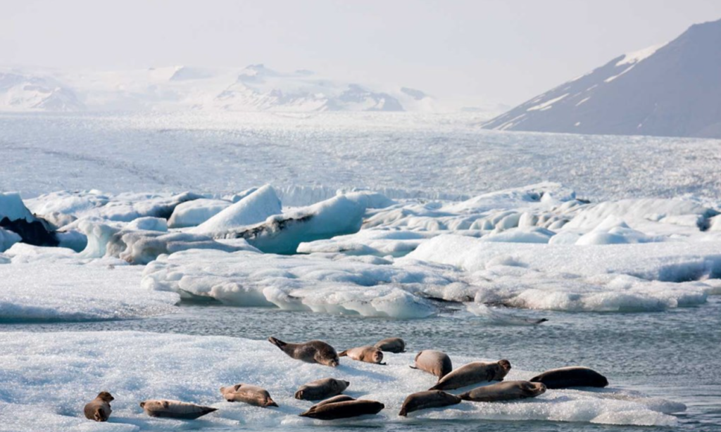 Wildlife at Jökulsárlón
