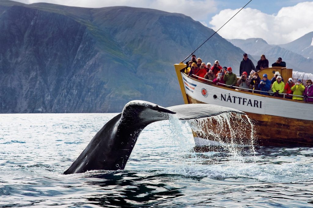 Húsavík – Iceland's Whale-Watching