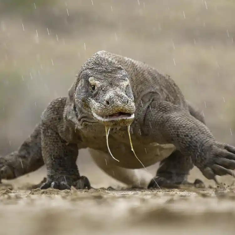 komodo dragon