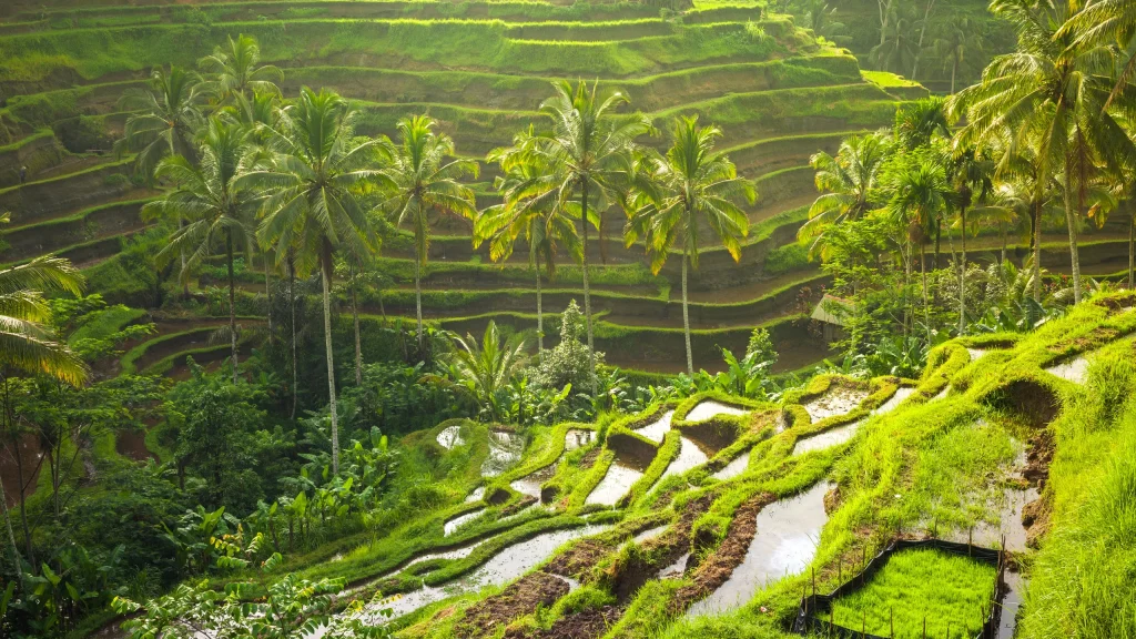 best things to do in Bali